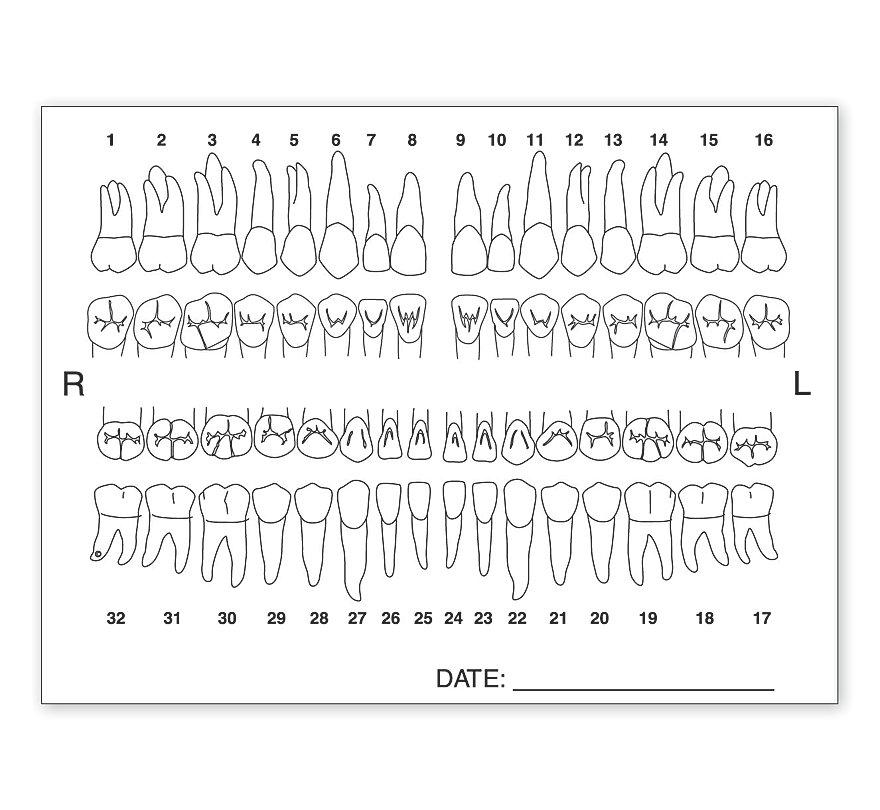 Tooth Chart Anatomy Labels