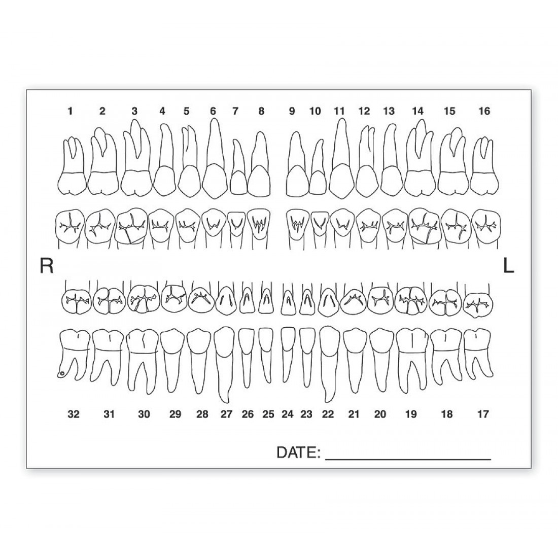 Printable Dental Charting