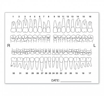 Tooth Chart Anatomy Labels 