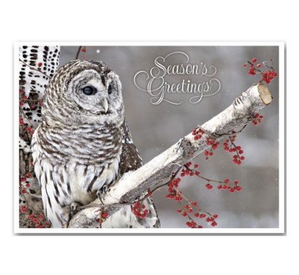 Winter Owl Holiday Cards 