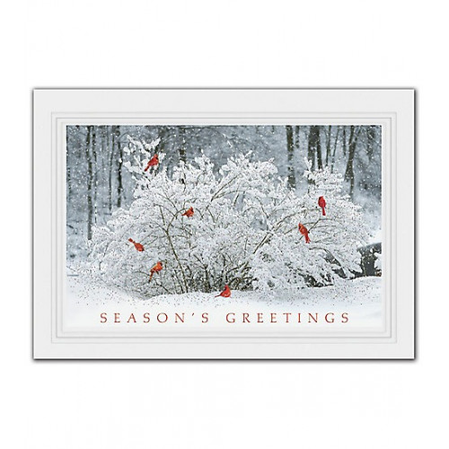 Winter Perch Holiday Cards 