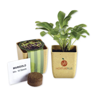 Professional Flower Pot Set With Marigold Seeds