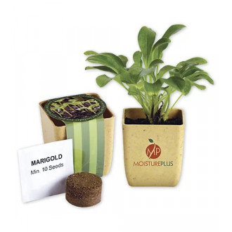 Flower Pot Set With Marigold Seeds
